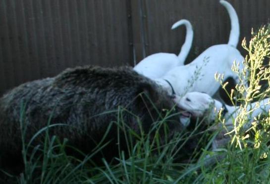 dogo argentino hunting boar. 100kg Wild Boar Hunting