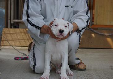 dogo argentino 4 months old