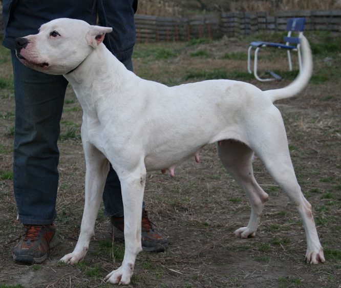 Dogo+argentino+hunting+wild+boar