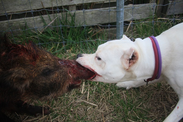 Dogo argentino hot sale boar