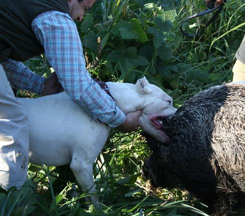 dogo argentino hunting boar. DACJ, TWO TIME#39;S HUNTING