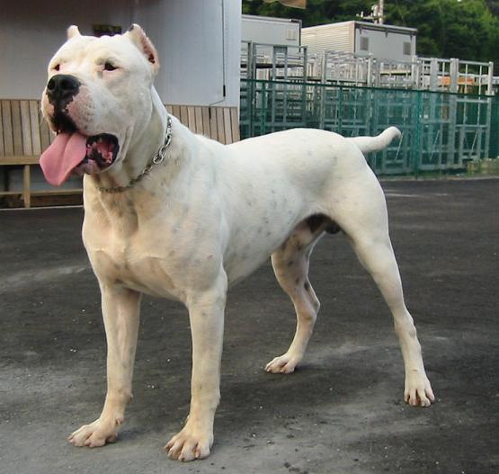Dogo+argentino