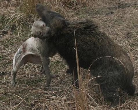 Dogo+argentino+hunting+boar